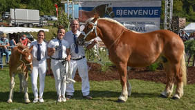 Manège 20m x 40m